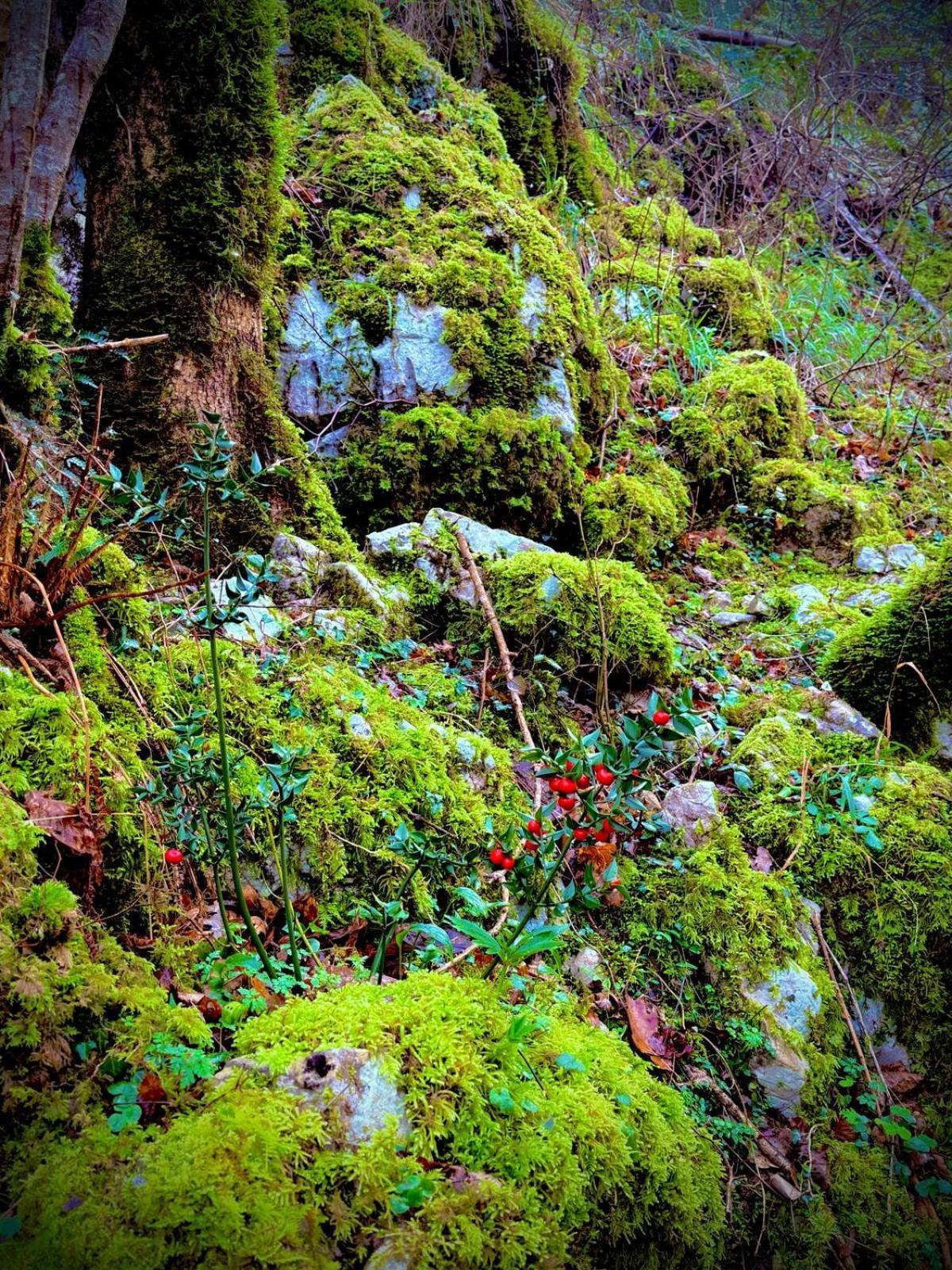 Apartamentos El Caxigu Arenas De Cabrales Exteriér fotografie